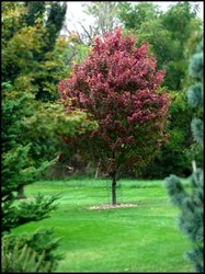 Acer rubrum 'Autumn Spire' — photo 2